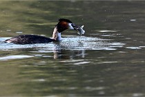 Z9  La vallière 22-03-07 121 01  Photo A CG
