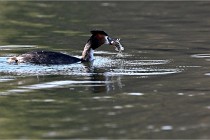 Z9  La vallière 22-03-07 122 01  Photo A CG