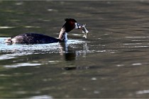 Z9  La vallière 22-03-07 123 01  Photo A CG