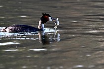 Z9  La vallière 22-03-07 124 01  Photo A CG