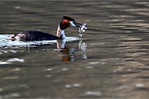 Z9  La vallière 22-03-07 125 01  Photo A CG