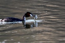 Z9  La vallière 22-03-07 126 01  Photo A CG