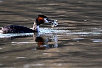 Z9  La vallière 22-03-07 127 01  Photo A CG