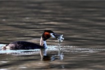 Z9  La vallière 22-03-07 128 01  Photo A CG