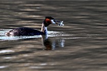 Z9  La vallière 22-03-07 129 01  Photo A CG