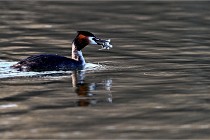 Z9  La vallière 22-03-07 130 01  Photo A CG