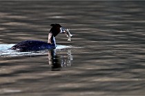 Z9  La vallière 22-03-07 131 01  Photo A CG