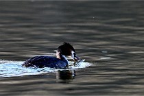 Z9  La vallière 22-03-07 132 01  Photo A CG