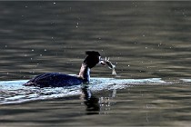 Z9  La vallière 22-03-07 133 01  Photo A CG