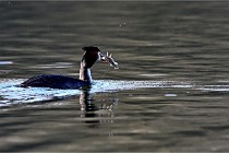 Z9  La vallière 22-03-07 134 01  Photo A CG