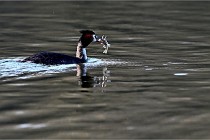 Z9  La vallière 22-03-07 135 01  Photo A CG