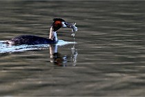 Z9  La vallière 22-03-07 136 01  Photo A CG