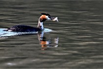 Z9  La vallière 22-03-07 137 01  Photo A CG