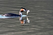 Z9  La vallière 22-03-07 138 01  Photo A CG