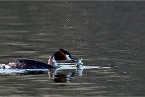 Z9  La vallière 22-03-07 139 01  Photo A CG