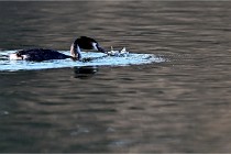 Z9  La vallière 22-03-07 140 01  Photo A CG