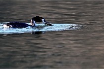 Z9  La vallière 22-03-07 141 01  Photo A CG