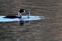 Z9  La vallière 22-03-07 142 01  Photo A CG