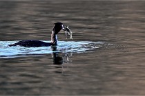 Z9  La vallière 22-03-07 143 01  Photo A CG