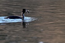 Z9  La vallière 22-03-07 144 01  Photo A CG