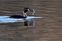 Z9  La vallière 22-03-07 145 01  Photo A CG