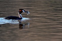 Z9  La vallière 22-03-07 146 01  Photo A CG