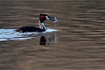 Z9  La vallière 22-03-07 147 01  Photo A CG