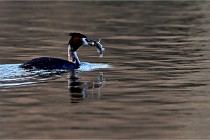 Z9  La vallière 22-03-07 148 01  Photo A CG