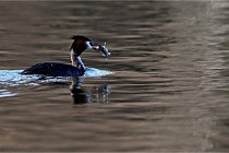 Z9  La vallière 22-03-07 149 01  Photo A CG