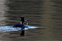 Z9  La vallière 22-03-07 150 01  Photo A CG