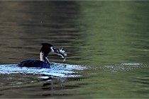 Z9  La vallière 22-03-07 151 01  Photo A CG