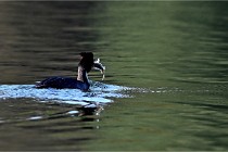 Z9  La vallière 22-03-07 152 01  Photo A CG