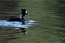 Z9  La vallière 22-03-07 153 01  Photo A CG