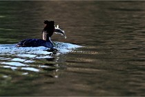 Z9  La vallière 22-03-07 154 01  Photo A CG