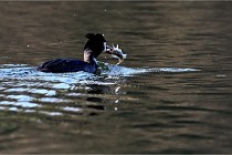 Z9  La vallière 22-03-07 155 01  Photo A CG