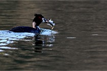 Z9  La vallière 22-03-07 156 01  Photo A CG