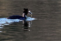 Z9  La vallière 22-03-07 157 01  Photo A CG