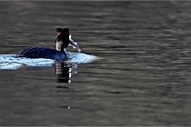 Z9  La vallière 22-03-07 158 01  Photo A CG