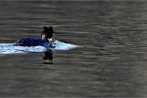 Z9  La vallière 22-03-07 159 01  Photo A CG