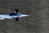 Z9  La vallière 22-03-07 160 01  Photo A CG