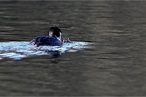 Z9  La vallière 22-03-07 161 01  Photo A CG