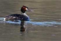 Z9  La vallière 22-03-07 176  Photo A CG