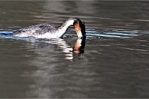 Z9  La vallière 22-03-07 182  Photo A CG