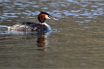 Z9  La vallière 22-03-07 190  Photo A CG