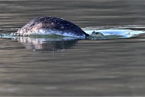 Z9  La vallière 22-03-07 196  Photo A CG