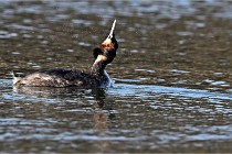 Z9  La vallière 22-03-07 200  Photo A CG
