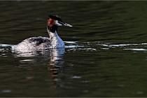 Z9  La vallière 22-03-07 258  Photo A CG