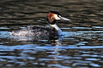 Z9  La vallière 22-03-07 265  Photo A CG