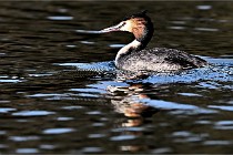 Z9  La vallière 22-03-07 267  Photo A CG