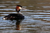 Z9  La vallière 22-03-07 283  Photo A CG